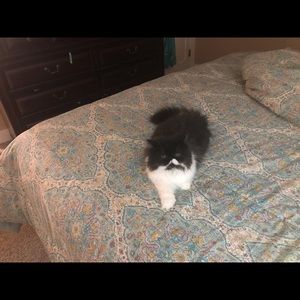 Meet your Posher, Carrie